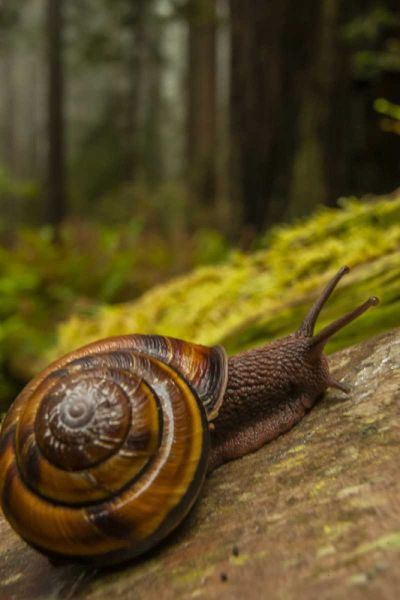 USA, California, Redwoods NP Close-up of snail